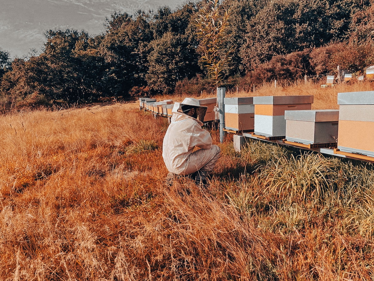 Apicultor en el colmenar del que recoge miel gallega directa del apicultor