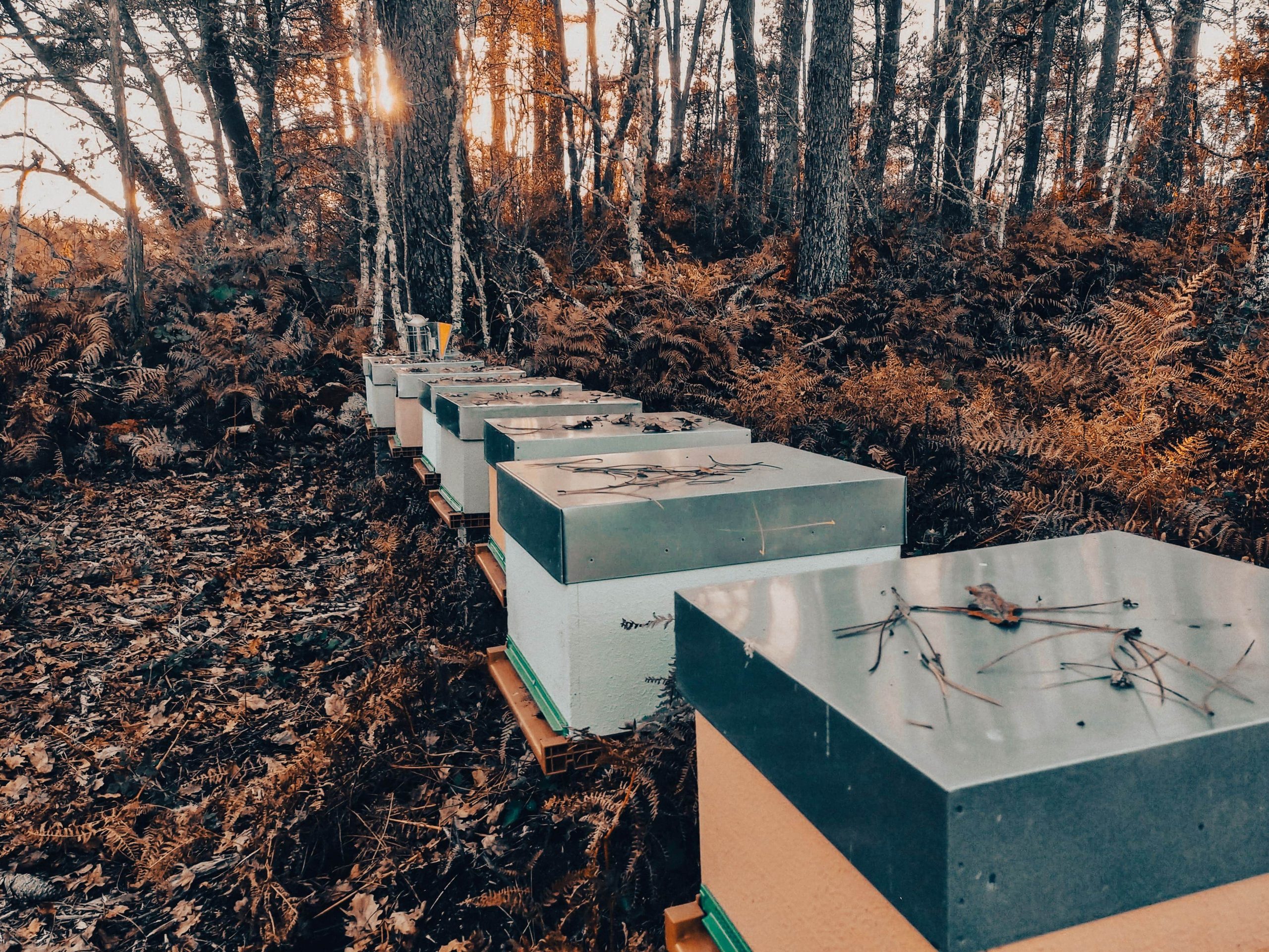 apadrina una colmena